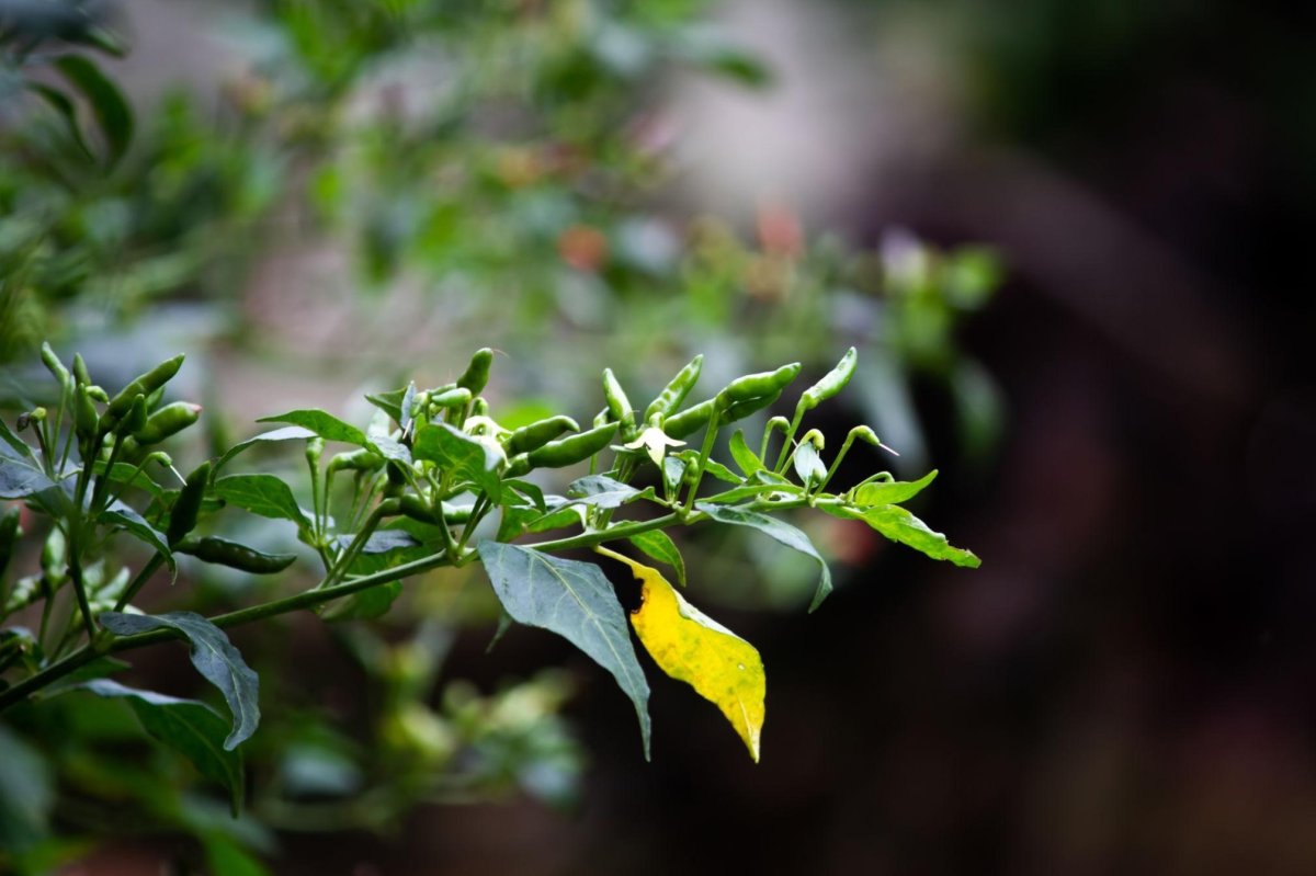 Kandhari Chilli: Health Benefits, Side Effects, and Cultivation Tips