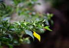 Kandhari Chilli: Health Benefits, Side Effects, and Cultivation Tips