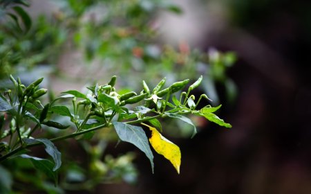 Kandhari Chilli: Health Benefits, Side Effects, and Cultivation Tips