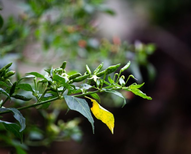 Kandhari Chilli: Health Benefits, Side Effects, and Cultivation Tips
